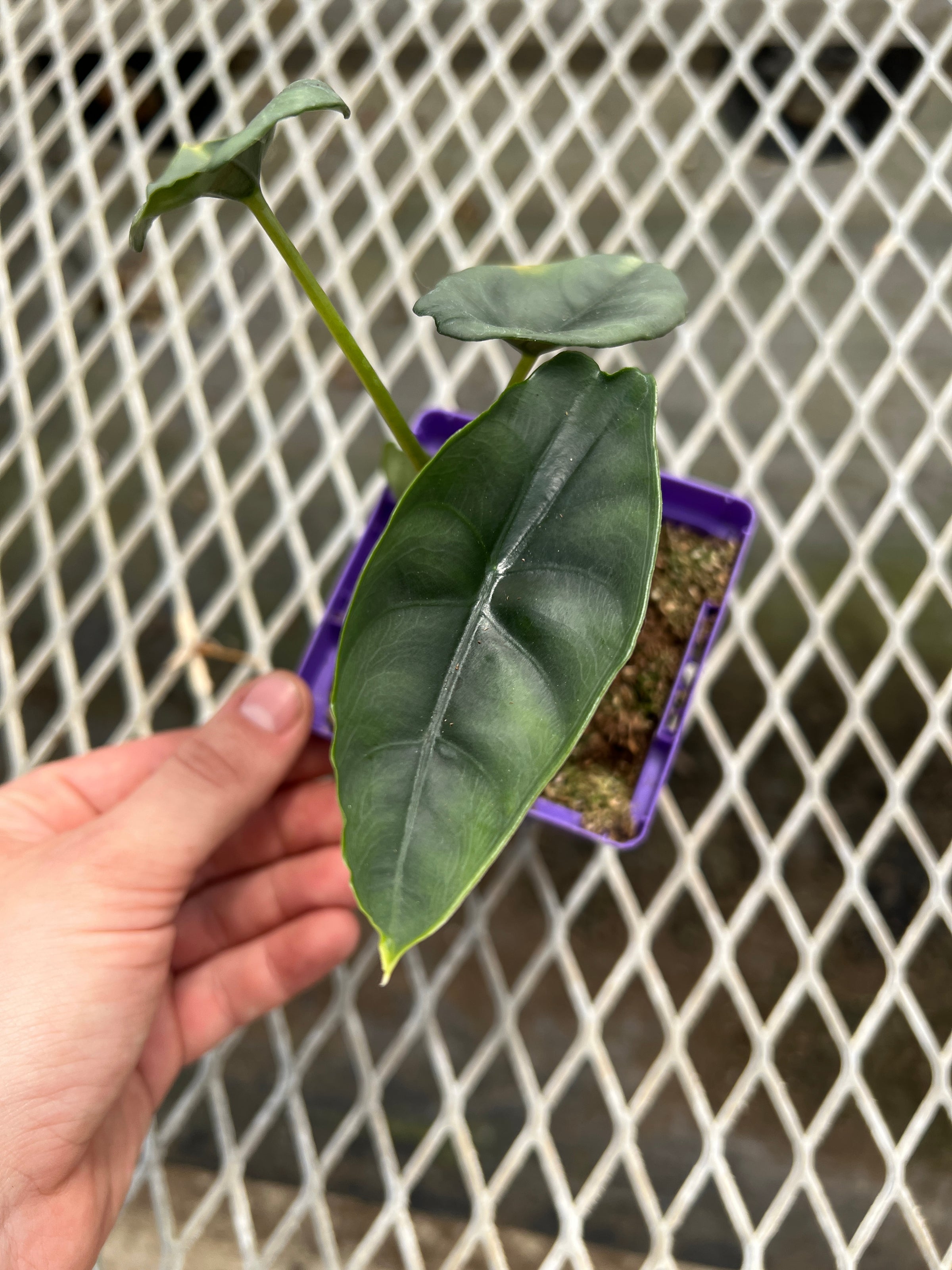 Alocasia venusta | River Street Flowerland
