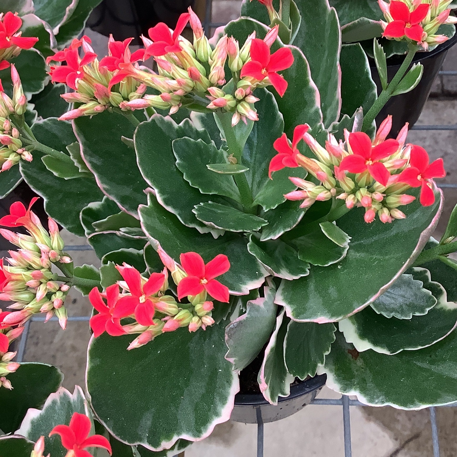 Living House Kalanchoe