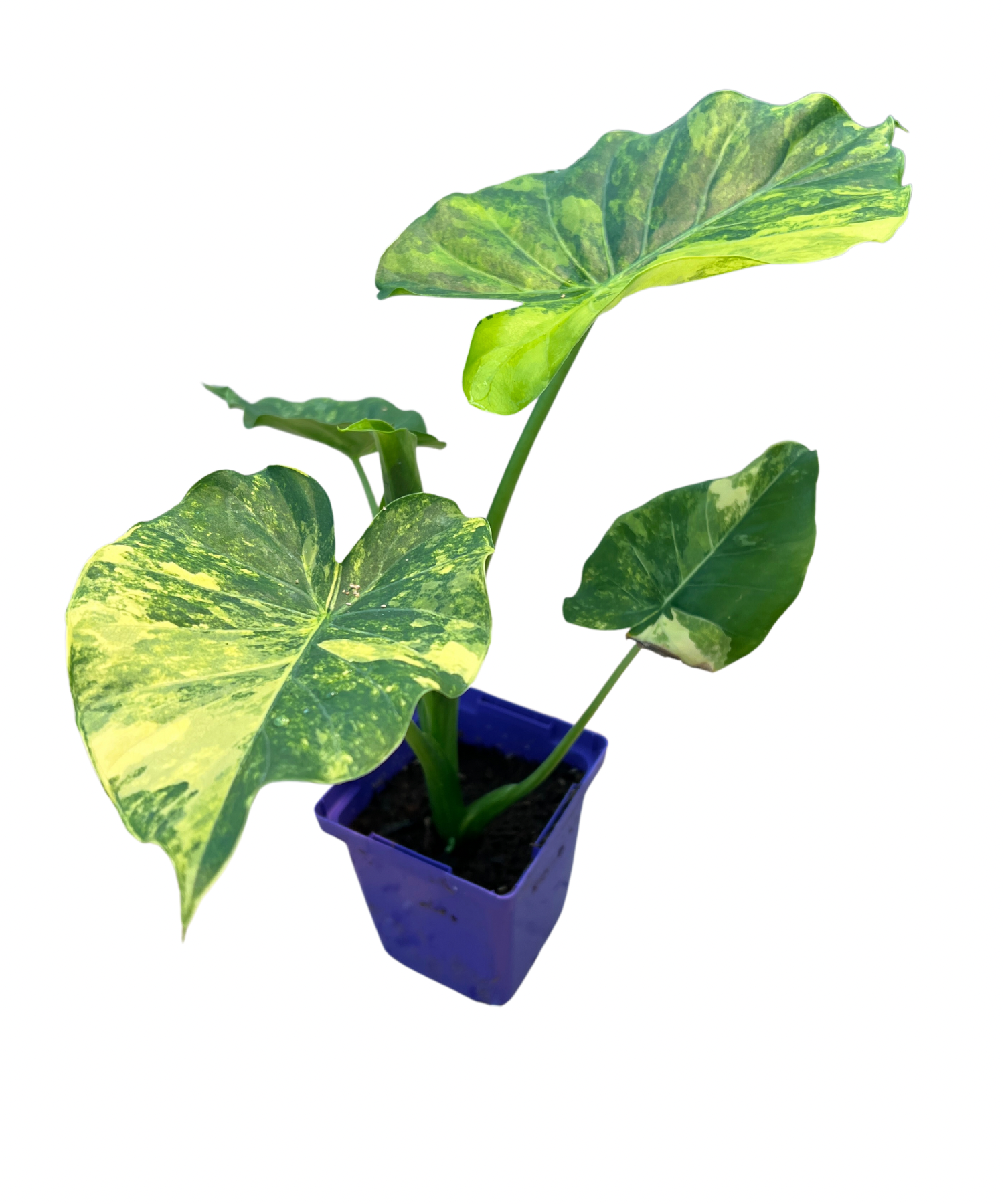 Alocasia gageana variegata | River Street Flowerland